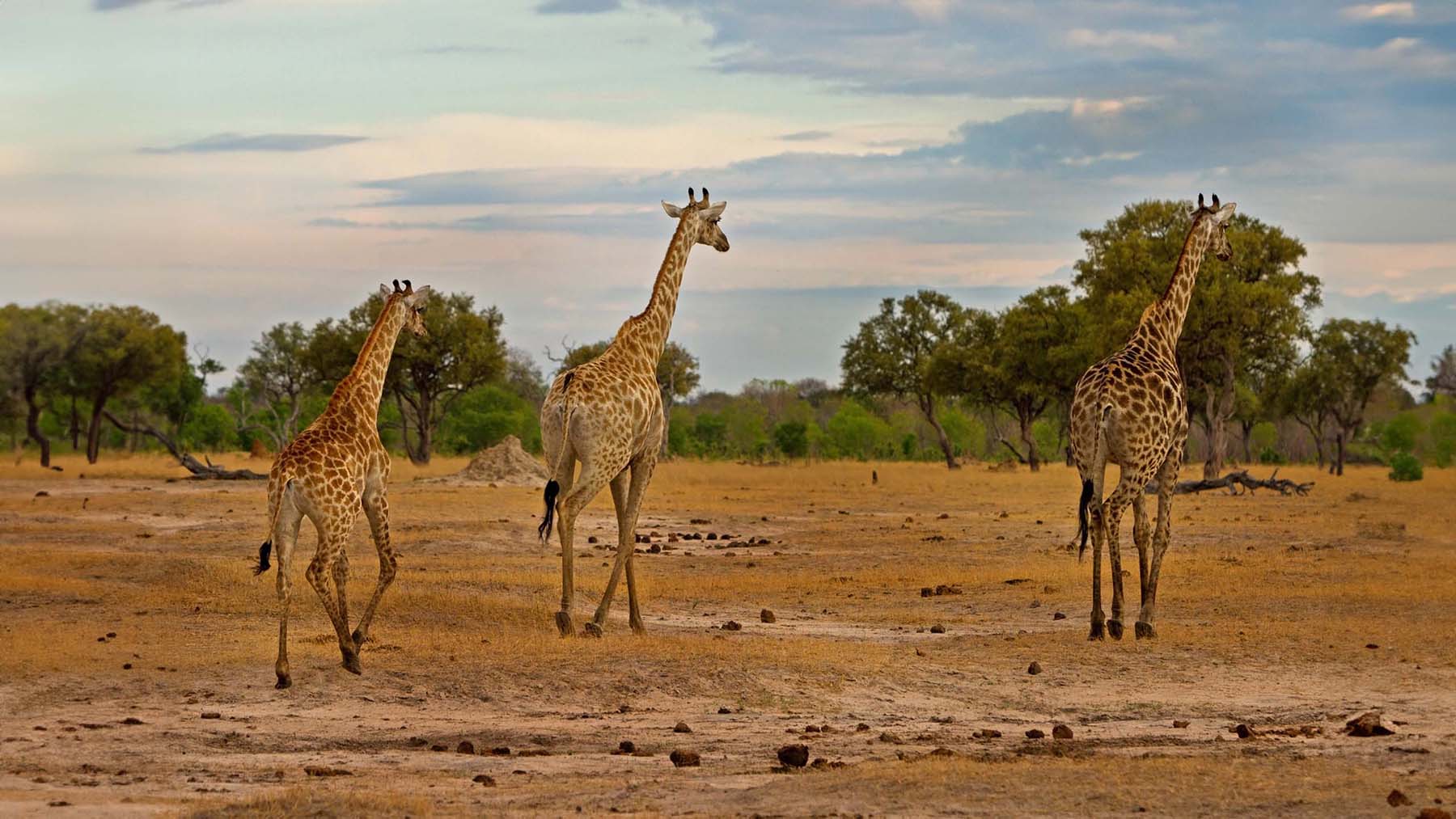 Zambia