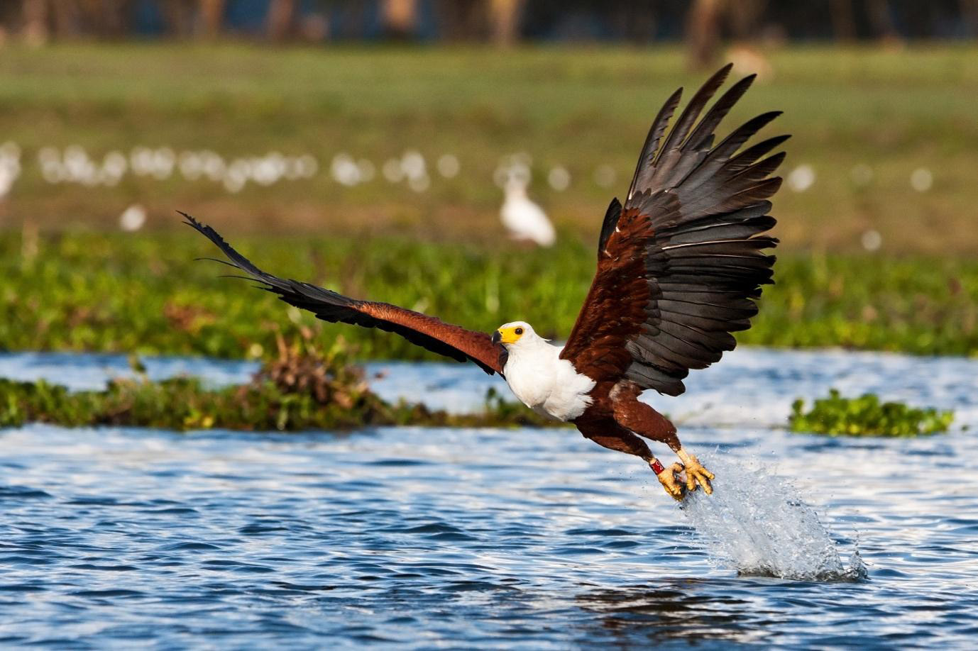 Fish Eagle Safari