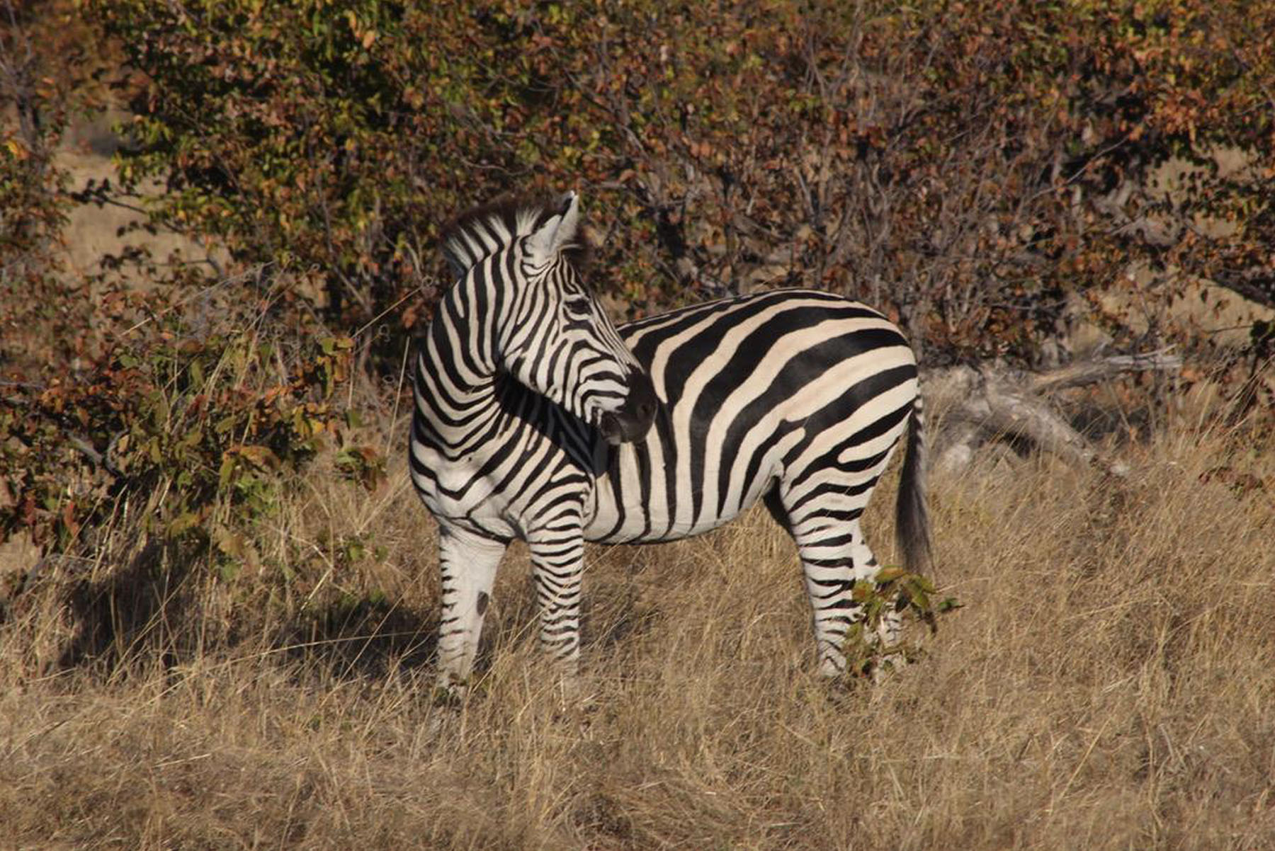 Classic Africa Safari