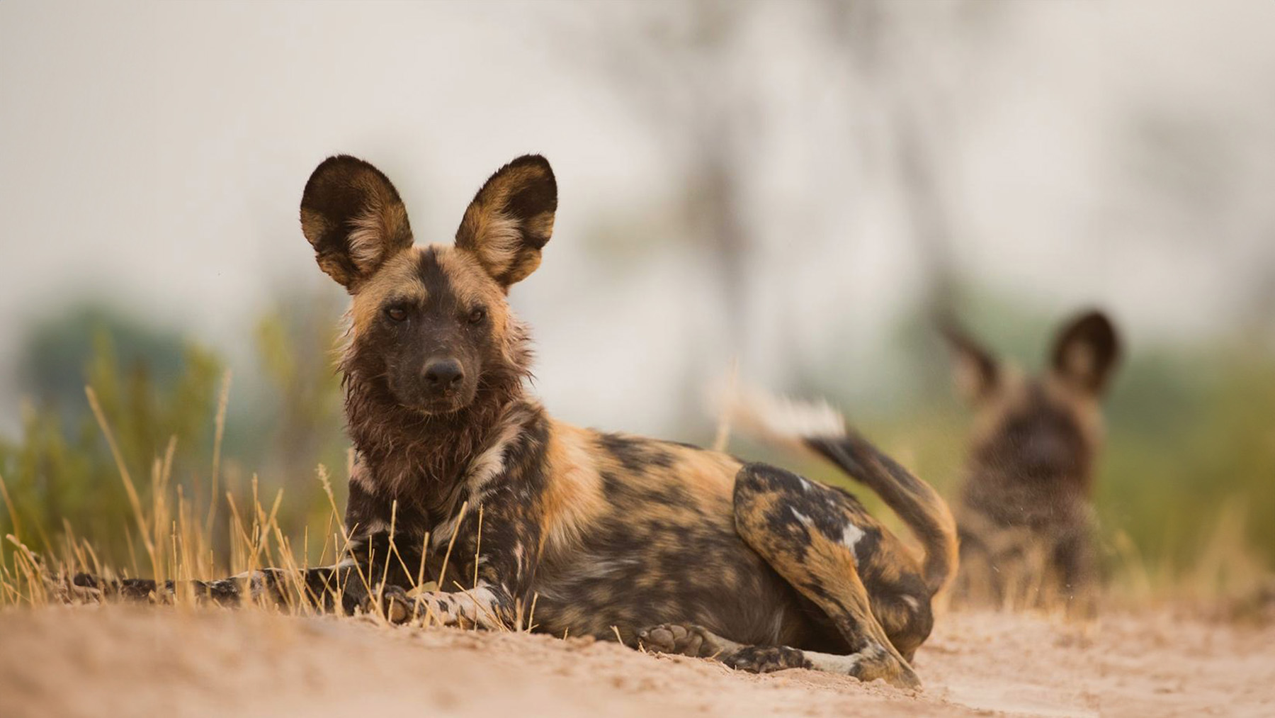 Mana Pools